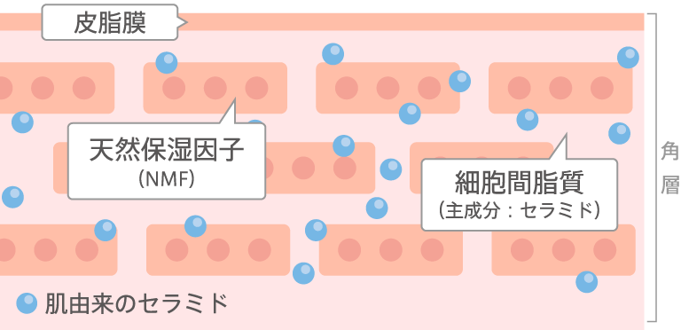 角層イメージ