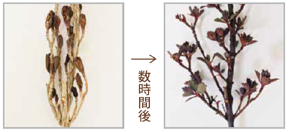 復活の木