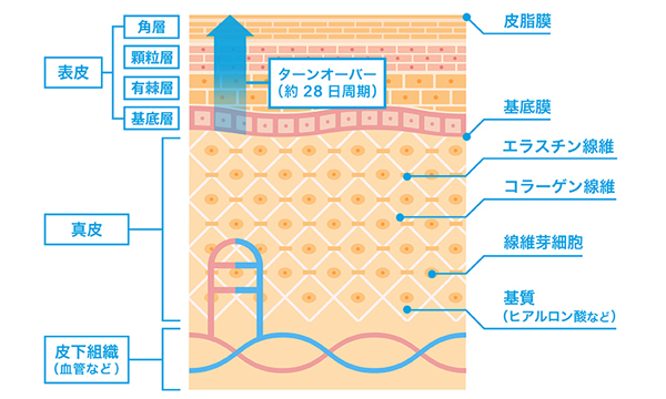 綺麗な肌だね と褒められるためのスキンケア 生活習慣とは 敏感肌研究室 Arouge アルージェ