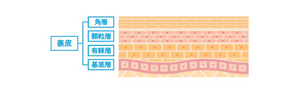 表皮は肌の外側から順に、角層（かくそう）、顆粒層（かりゅうそう）、有棘層（ゆうきょくそう）、基底層（きていそう）の4つの層で構成されています。