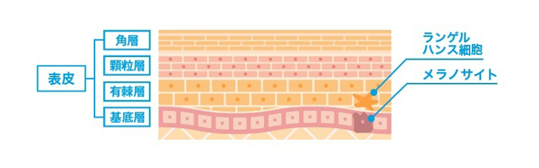 肌を守る表皮の細胞 メラノサイト ランゲルハンス細胞