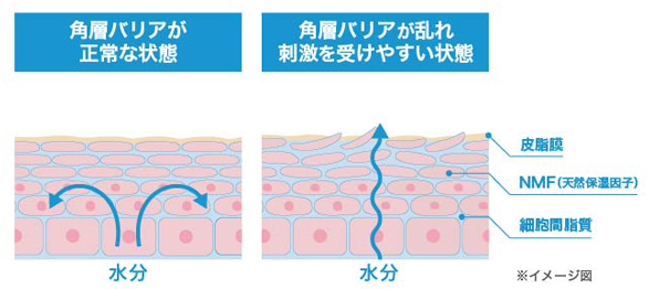 角質バリアが正常な状態　刺激を受けやすい状態