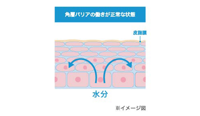 健やかな肌