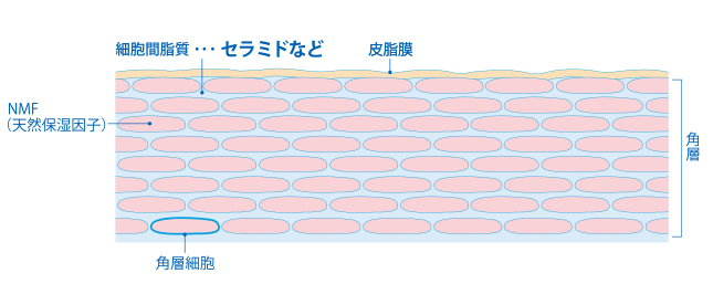 細胞間脂質・・・セラミドなど　皮脂膜　角層　角層細胞　NMF(天然保湿因子）