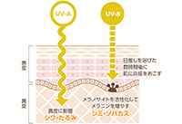 “SPF”と“PA”について