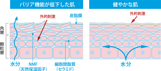 バリア機能が低下した肌 健やかな肌