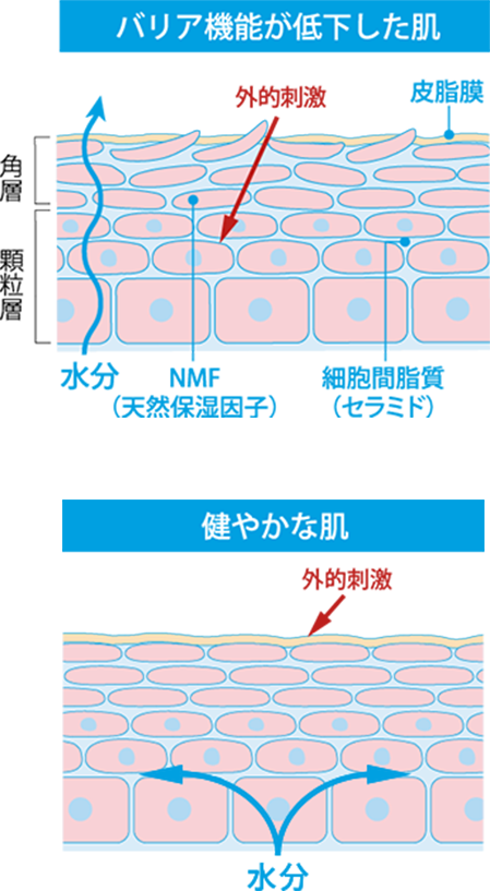 バリア機能が低下した肌 健やかな肌