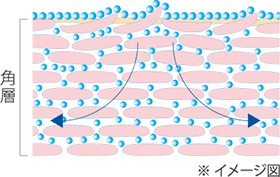 すみずみまで拡がって